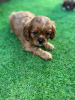 Photo №2 to announcement № 90320 for the sale of cavalier king charles spaniel - buy in Germany private announcement