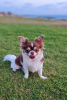 Photo №4. I will sell chihuahua in the city of Munich. private announcement, breeder - price - 317$