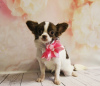 Photo №1. chihuahua - for sale in the city of Москва | 1057$ | Announcement № 41546