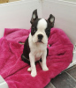 Photo №3. Adorable Boston Terrier Puppies for free adoption. Germany