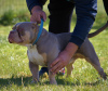 Photo №2 to announcement № 22202 for the sale of american bully - buy in Latvia from nursery