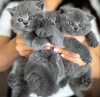 Photo №1. british shorthair - for sale in the city of Дрезден | Is free | Announcement № 127433