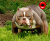 Photo №2 to announcement № 20354 for the sale of american bully - buy in Bulgaria from nursery