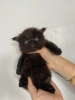 Photo №2 to announcement № 100392 for the sale of british shorthair - buy in Germany private announcement, breeder