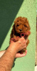 Photo №1. poodle (toy) - for sale in the city of Zrenjanin | negotiated | Announcement № 53656