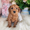 Photo №1. golden retriever - for sale in the city of Хилверсум | 300$ | Announcement № 87915