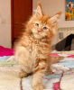 Photo №1. maine coon - for sale in the city of Berlin | 317$ | Announcement № 104000