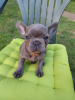 Photo №2 to announcement № 62978 for the sale of french bulldog - buy in Hungary private announcement