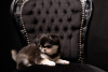 Photo №2 to announcement № 125684 for the sale of chihuahua - buy in Poland private announcement