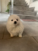 Additional photos: german spitz puppies