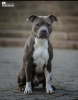 Photo №1. Mating service - breed: american staffordshire terrier. Price - 500$