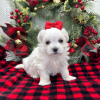 Photo №2 to announcement № 34505 for the sale of maltese dog - buy in Russian Federation 