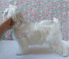 Photo №2 to announcement № 17858 for the sale of maltese dog - buy in Ukraine from nursery