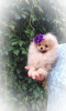 Photo №3. Pomeranian Spitz, puppies. Mini bears. Belarus