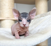 Photo №1. sphynx cat - for sale in the city of Stockholm | negotiated | Announcement № 113198