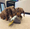 Photo №3. Buy your lovely Vaccinated dachshund puppies available now for loving homes. Germany