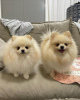 Photo №2 to announcement № 98139 for the sale of pomeranian - buy in Latvia private announcement