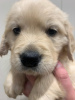 Additional photos: Adorable Golden Retriever puppies ready to join their new and forever home for