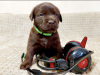 Photo №2 to announcement № 10449 for the sale of labrador retriever - buy in Russian Federation private announcement