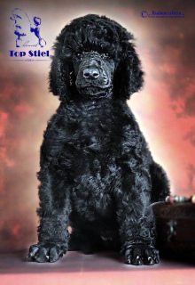 Photo №2 to announcement № 6256 for the sale of poodle (royal) - buy in Russian Federation from nursery