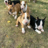 Photo №1. bull terrier - for sale in the city of Abu Dhabi | 500$ | Announcement № 111715