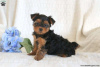 Additional photos: Yorkshire Terrier puppies for sale