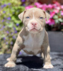 Photo №1. american bully - for sale in the city of Vienna | 740$ | Announcement № 105813