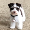Photo №1. schnauzer - for sale in the city of Chicago | 700$ | Announcement № 15458