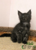 Photo №1. maine coon - for sale in the city of St. Petersburg | 679$ | Announcement № 8722