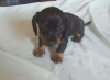 Photo №1. dachshund - for sale in the city of Kreivilä | Is free | Announcement № 124008