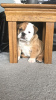 Photo №4. I will sell english bulldog in the city of Joure. breeder - price - 423$