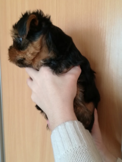 Photo №2 to announcement № 6028 for the sale of yorkshire terrier - buy in Belarus private announcement