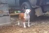 Photo №4. I will sell american staffordshire terrier in the city of Ivanovo. from nursery - price - 370$