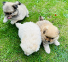 Photo №1. pomeranian - for sale in the city of Bronxville | 450$ | Announcement № 84068