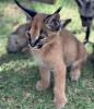 Photo №2 to announcement № 50791 for the sale of caracal - buy in Spain private announcement