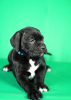 Additional photos: Cane Corso puppies for sale