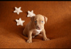 Photo №2 to announcement № 13315 for the sale of american bully - buy in Russian Federation private announcement
