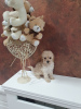 Photo №2 to announcement № 124057 for the sale of poodle (dwarf) - buy in Serbia breeder