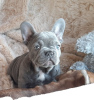 Photo №4. I will sell french bulldog in the city of Munich. private announcement, breeder - price - 423$