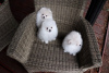 Photo №3. Cute Pomeranian puppies for free adoption. Germany