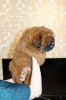 Photo №4. I will sell tibetan mastiff in the city of Samara. breeder - price - negotiated