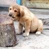 Additional photos: Beautiful Spanish Mastiff puppies