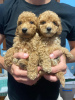 Photo №3. Adorable brown poodle puppies. Serbia