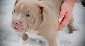 Photo №1. american bully - for sale in the city of Minsk | 1000$ | Announcement № 1090