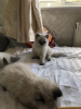 Photo №2 to announcement № 118368 for the sale of ragdoll - buy in Germany private announcement