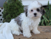 Photo №2 to announcement № 9221 for the sale of shih tzu - buy in United States breeder
