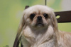 Photo №1. pekingese - for sale in the city of Munich | 740$ | Announcement № 105369