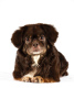 Photo №1. tibetan spaniel - for sale in the city of Munich | 1585$ | Announcement № 105368
