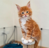 Photo №1. maine coon - for sale in the city of Kandersteg | 423$ | Announcement № 116487