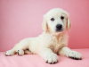 Photo №1. golden retriever - for sale in the city of Kuwait City | Is free | Announcement № 12352